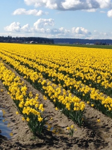 Daffodil fields in the Skagit Valley, Washington 2014.