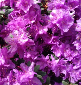 Incredible color on this purple Azalea. Perfect for 2014- the color of the year is Radiant Orchid after all : )